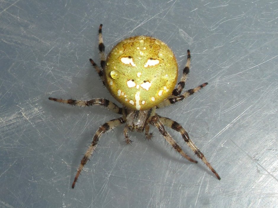 Паук чёрный с белыми пятнышками