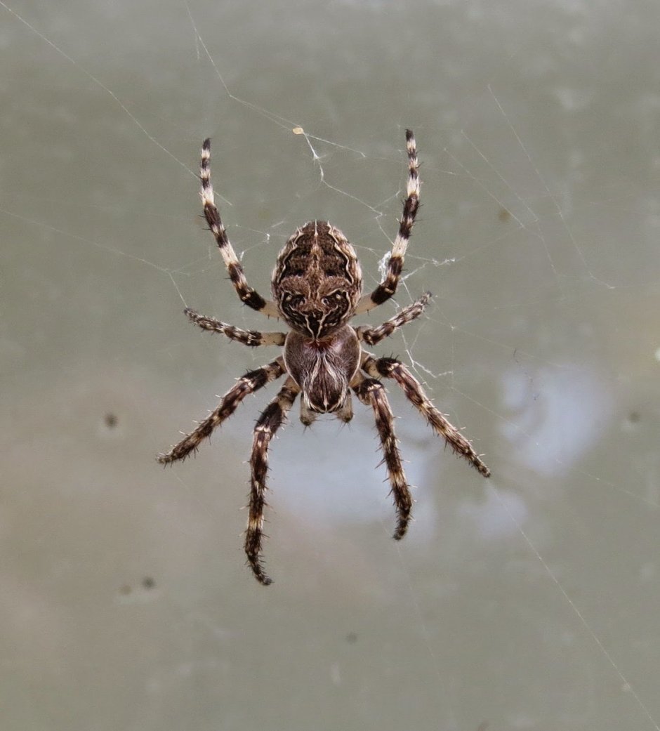 Красно белый паук