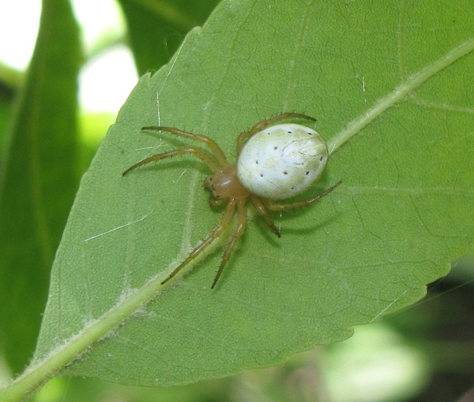 Паучиха черная вдова