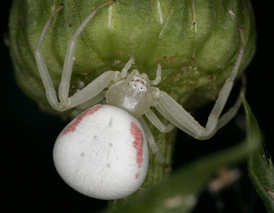 Южный белый паук Каракурт