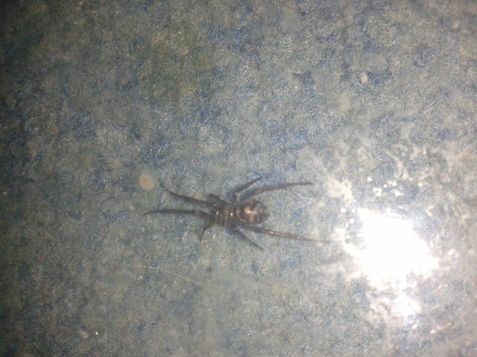 Паук с круглым телом