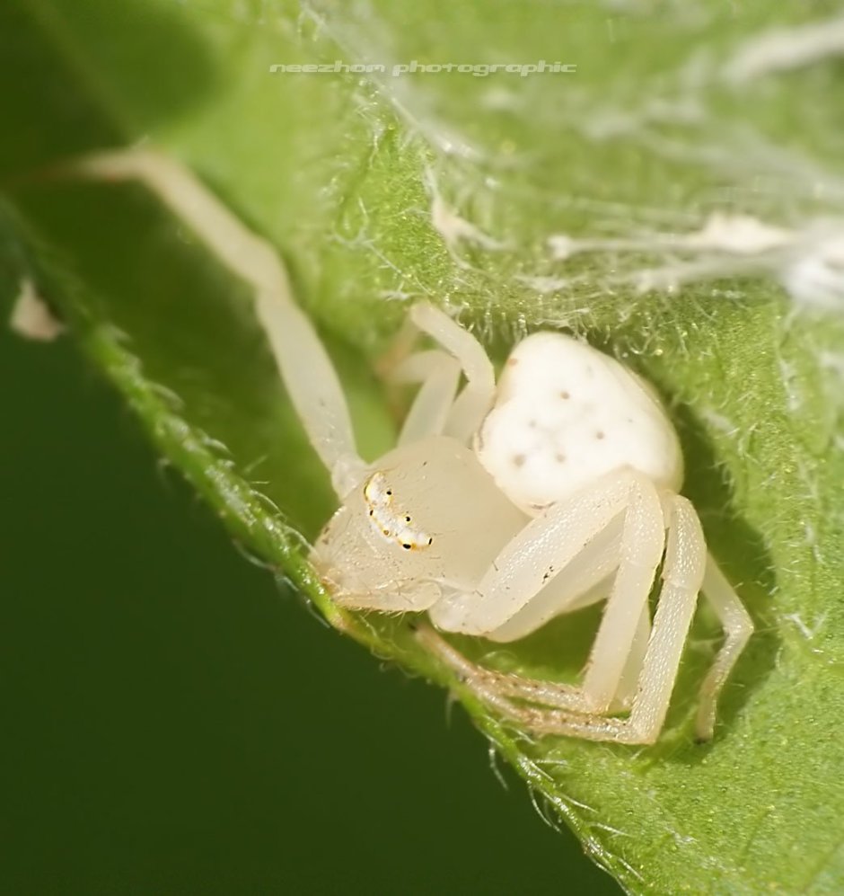 Чёрный паук с белым крестом