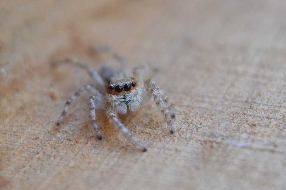 Брюшко паука черная вдова