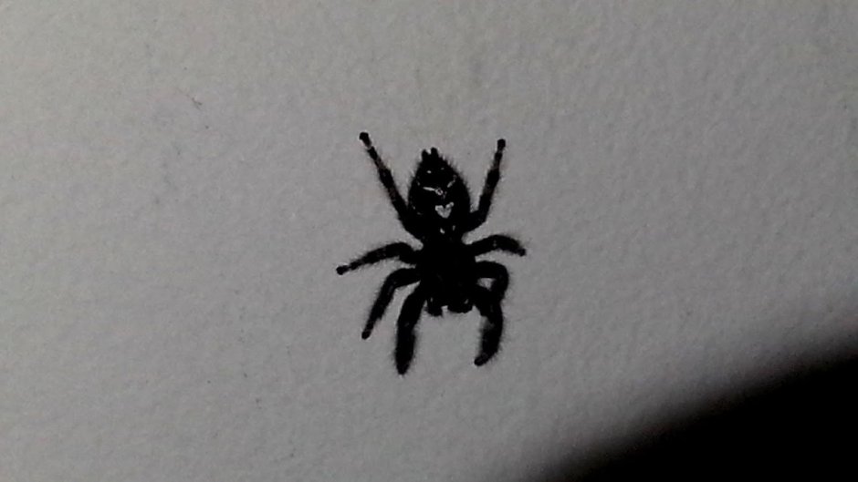 Каракурт Тарантул