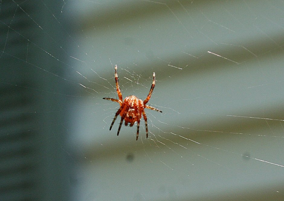 Паук черная вдова сбоку