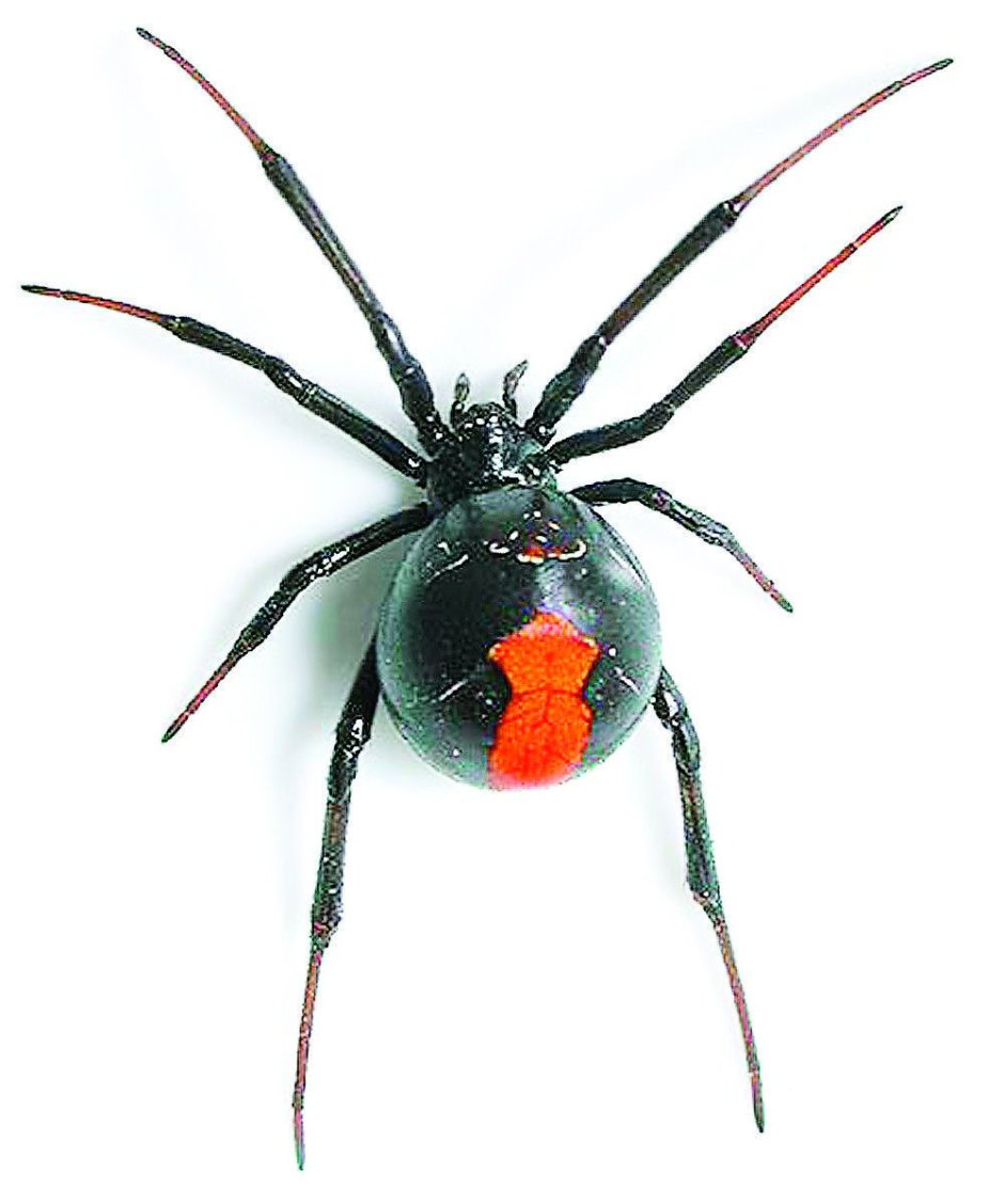 Пауки на даче