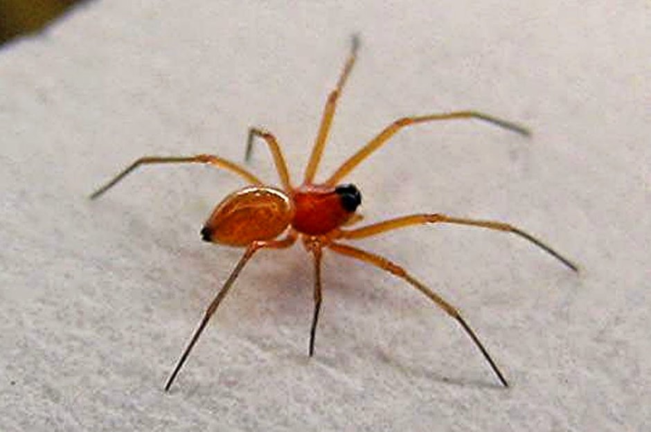 Паук с оранжевыми лапками