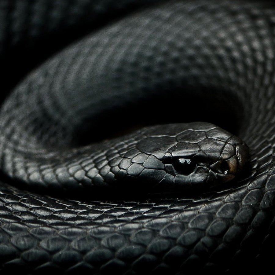 Чёрная мамба змея