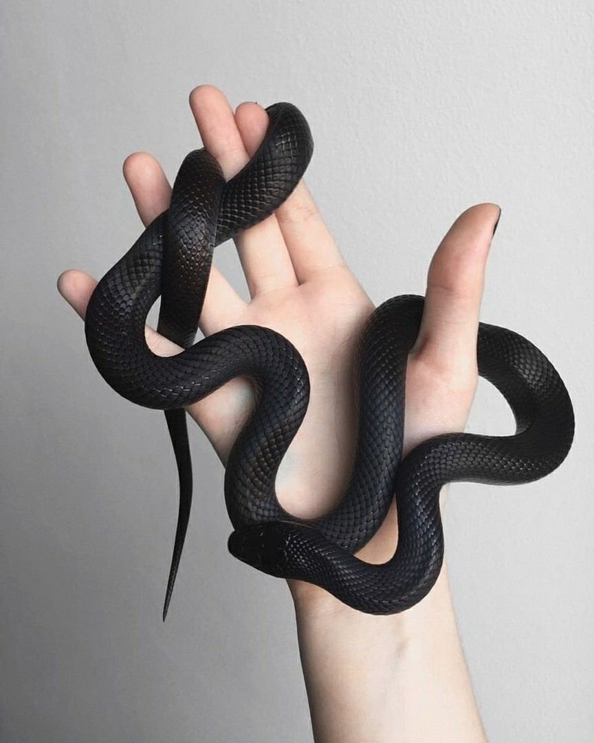 Чёрная змея домашняя