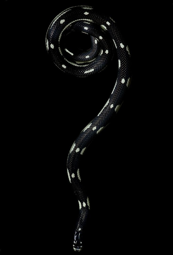 Змея киберпанк