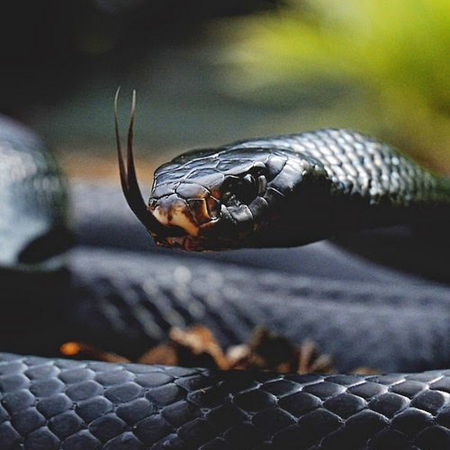 Чёрная Королевская змея нигрита