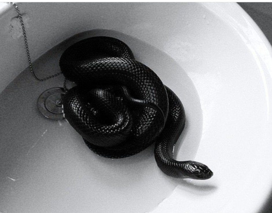 Змеиная Эстетика