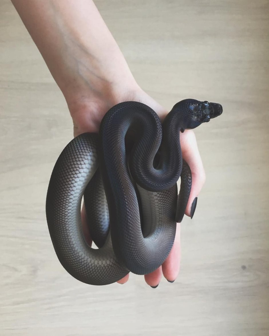 Змеи как домашние животные