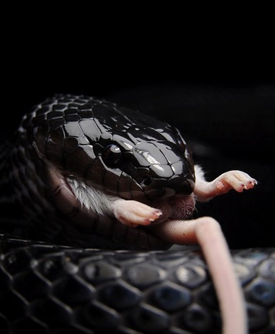 Глаза змеи черная мамба