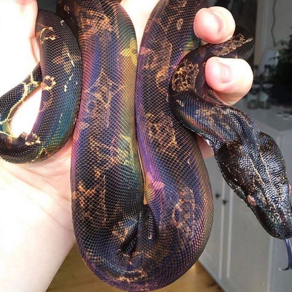 Радужный белогубый питон