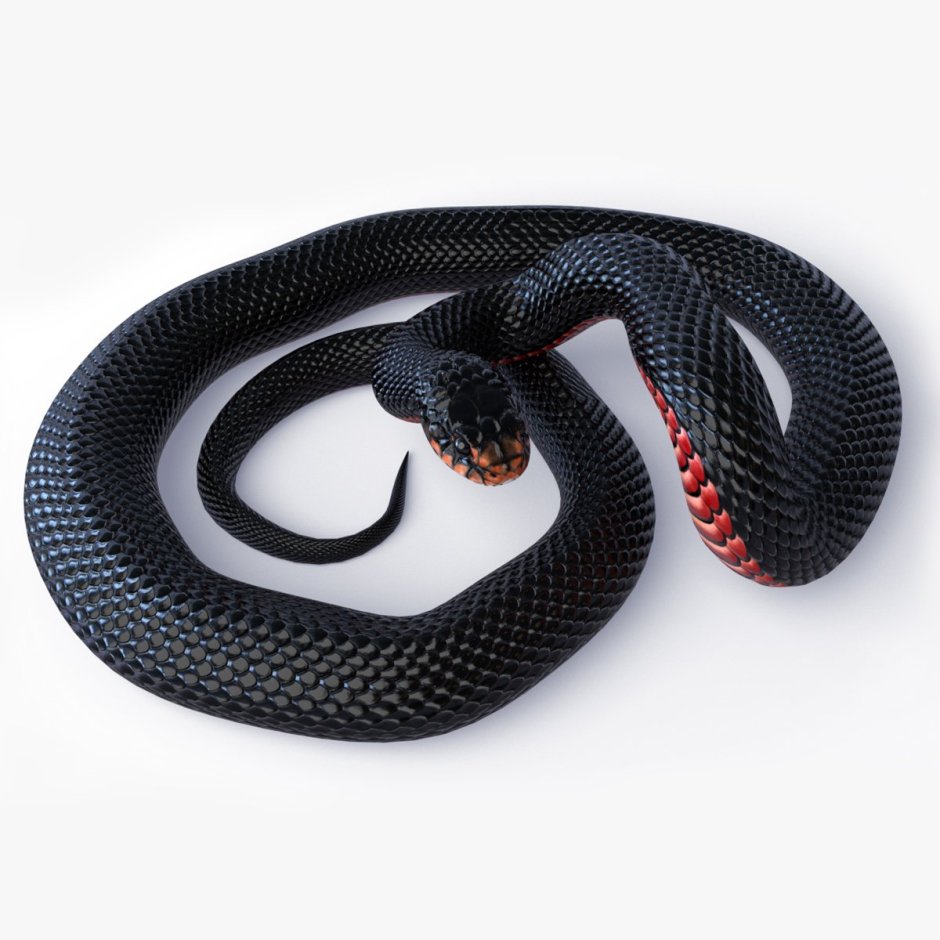 Змея белогубый питон