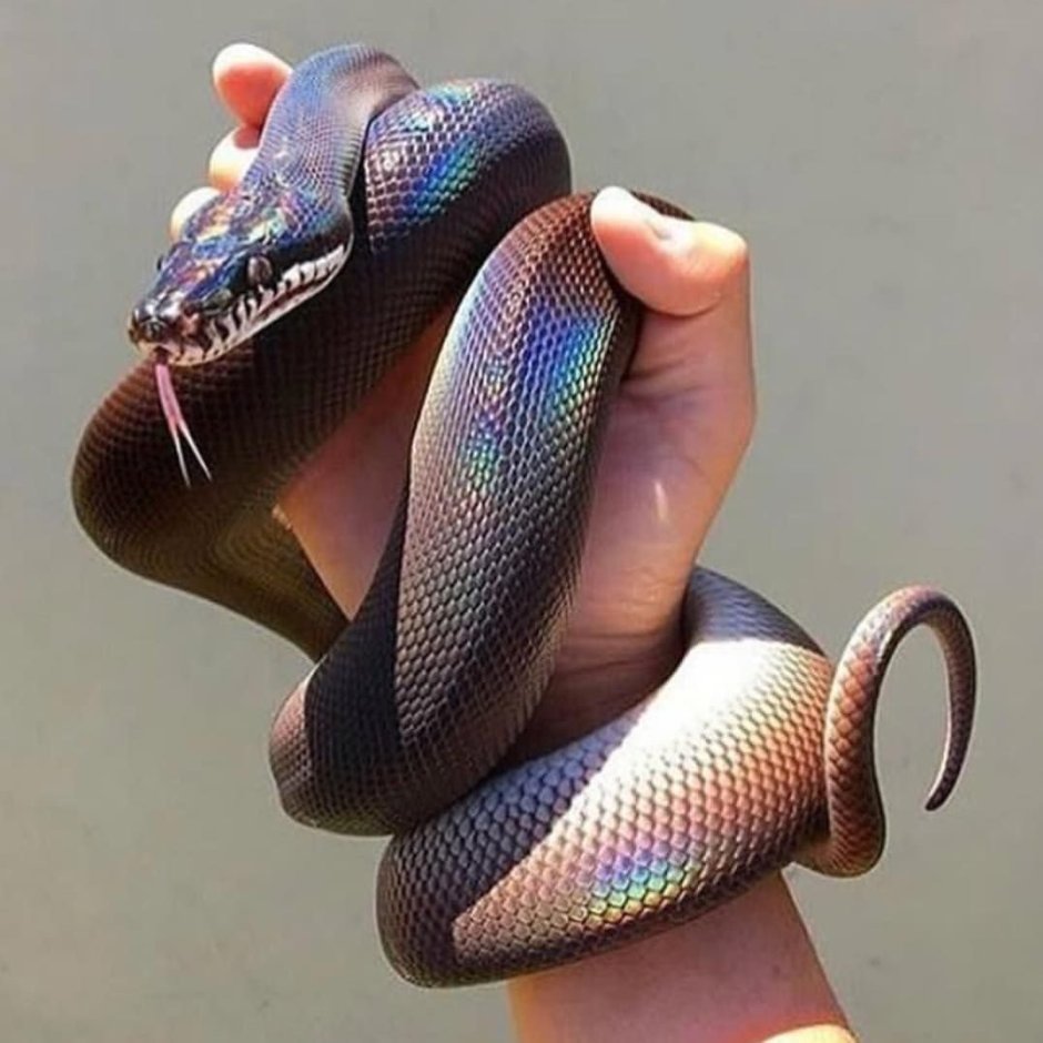 Голова черной змеи