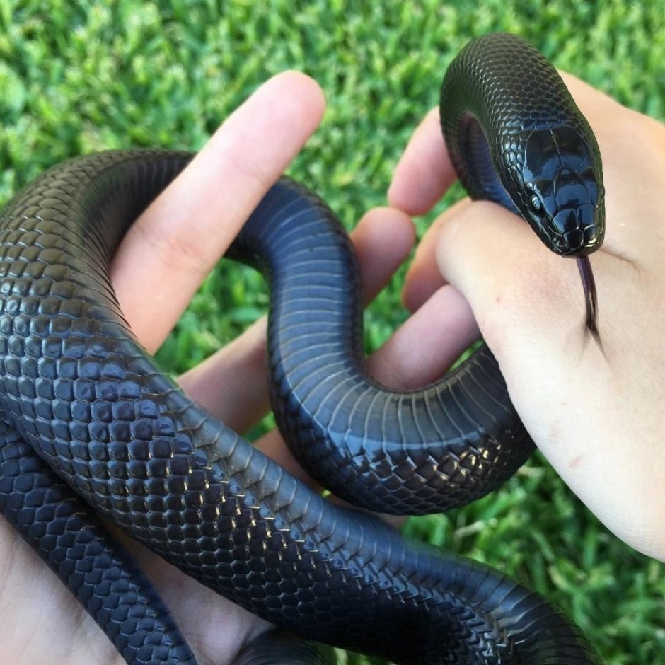 Полоз меланист