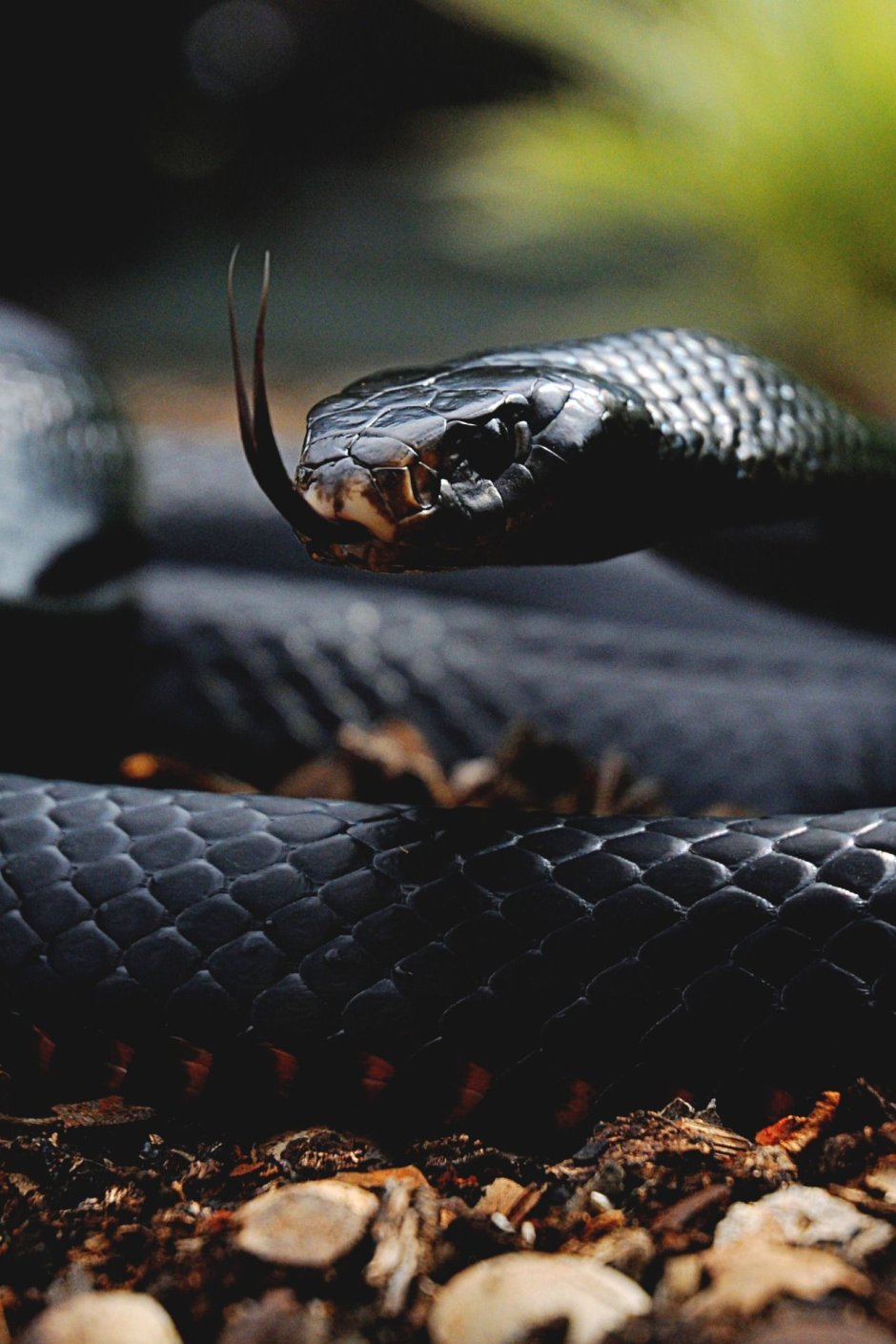 Змея рисунок