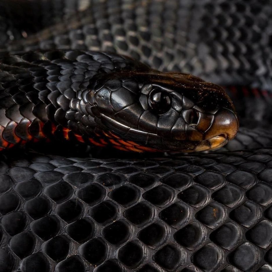 Чёрная мамба змея