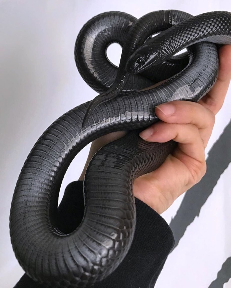 Королевская змея нигрита Эстетика