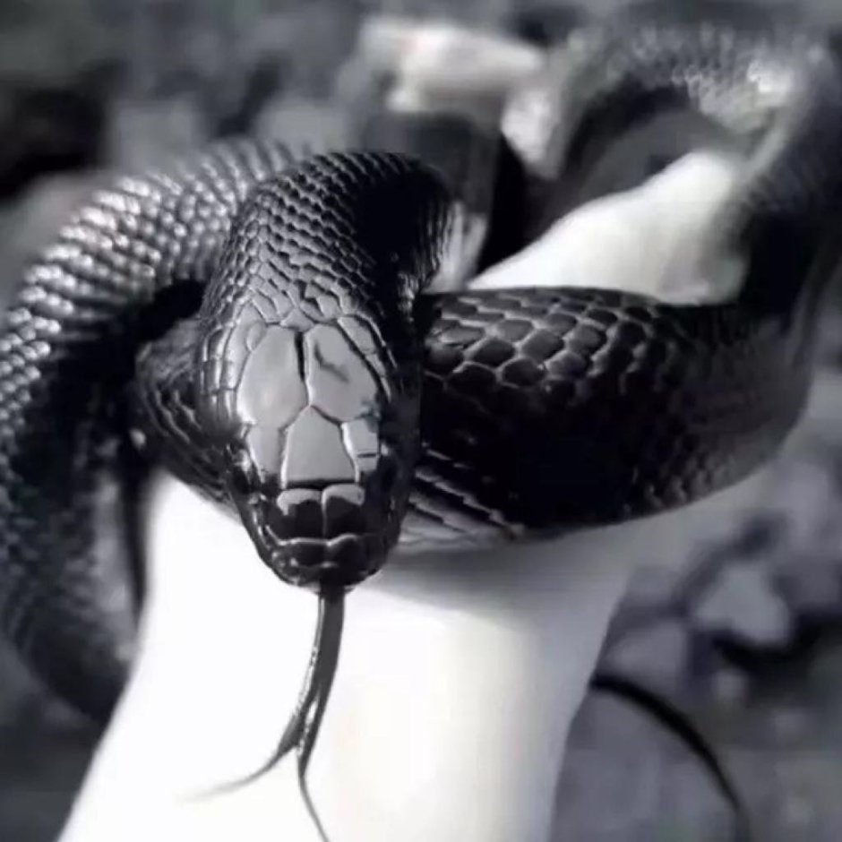 Черная мамба и Королевская Кобра