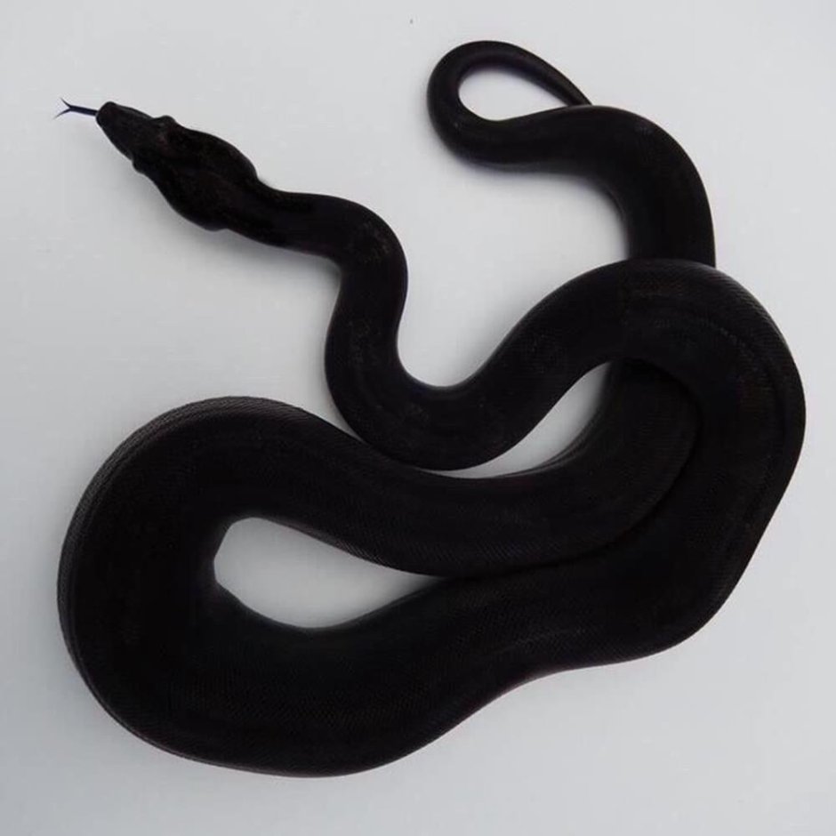 Змеи питон черный