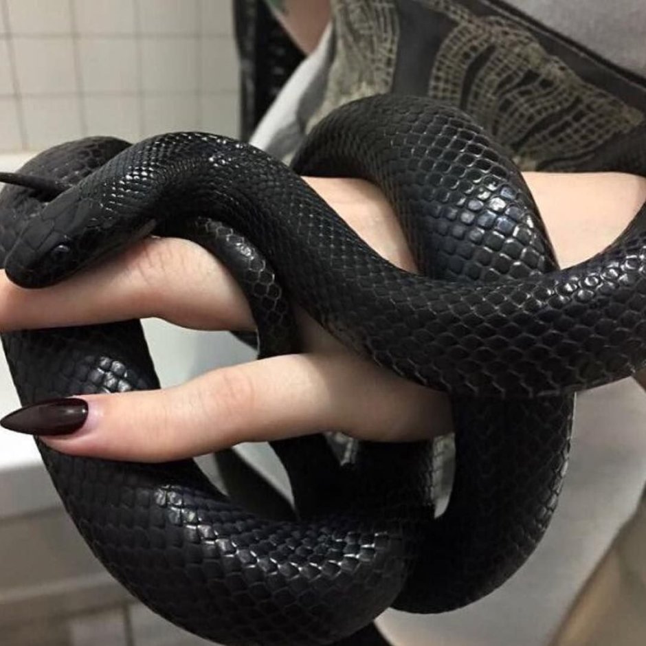 Чёрная Королевская змея нигрита