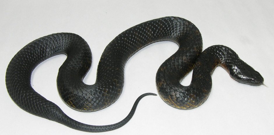 Блейк Снейк чёрная змея