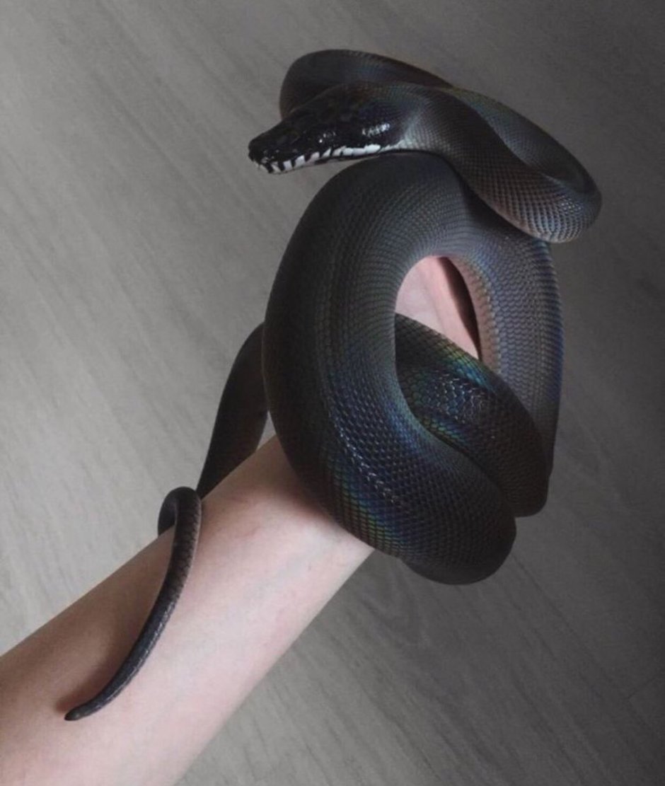 Змея белогубый питон