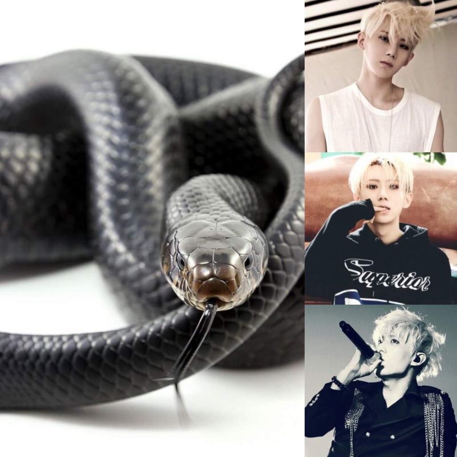 Королевский питон черный