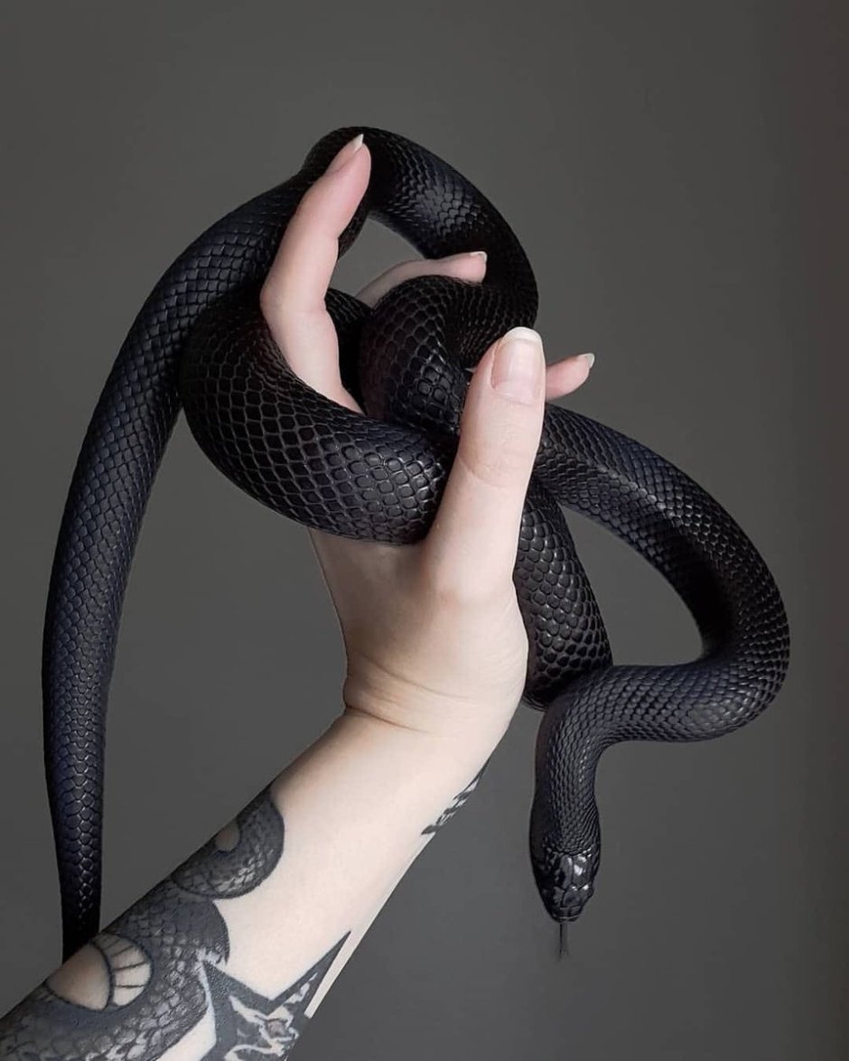 Королевская черная змея Nigrita