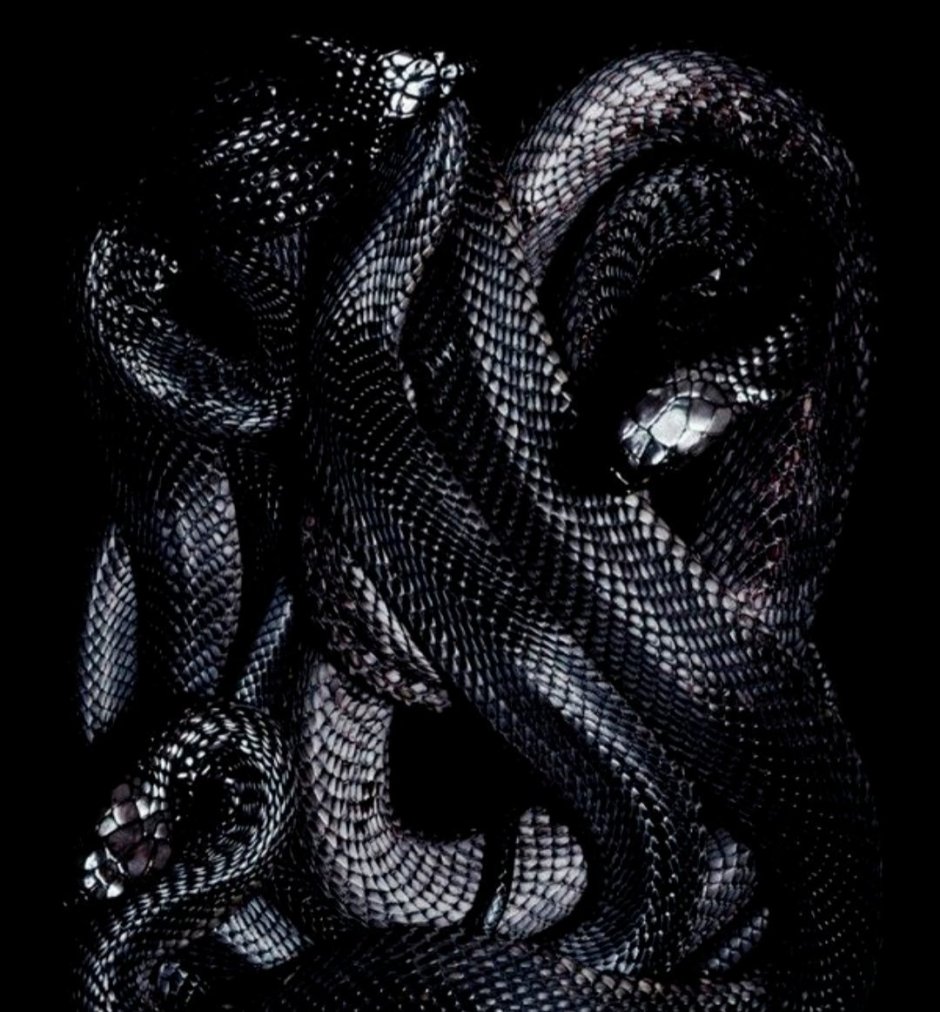 Змеи на заставку