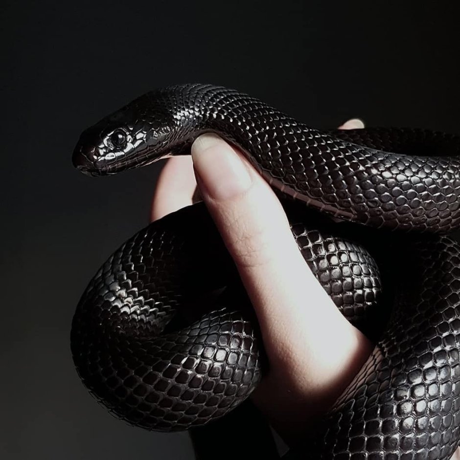 Спокойная дерзкая змея красивая