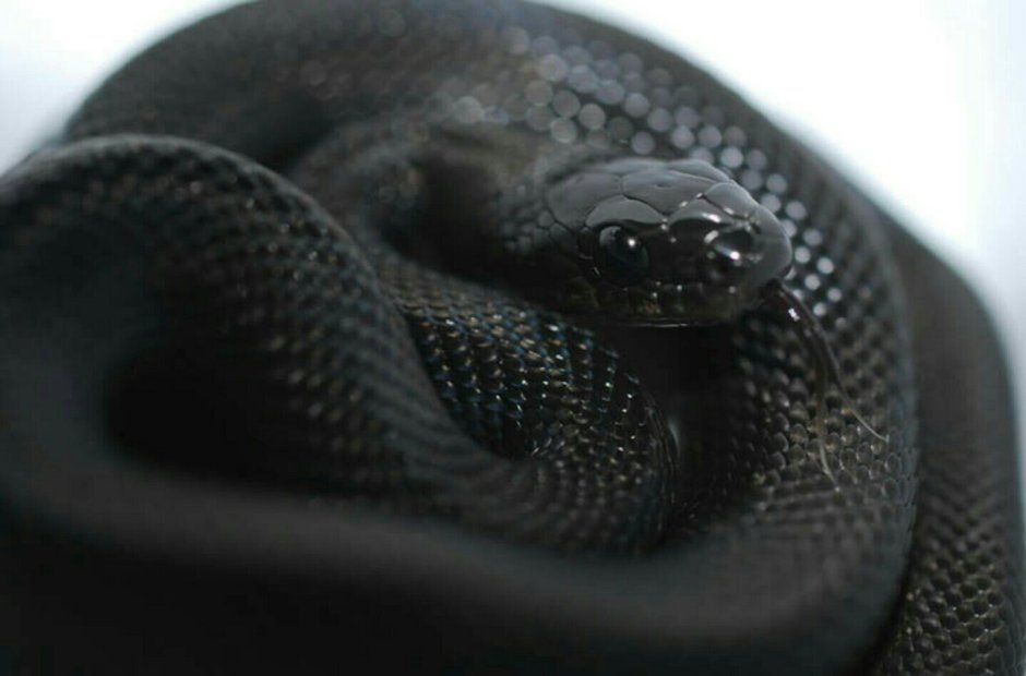 Меланизм крокодил