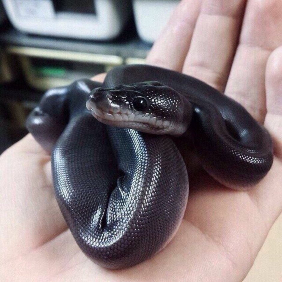 Змея Королевский питон черный