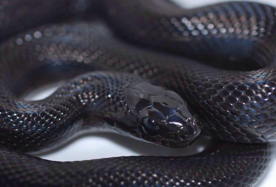 Алабамская черная змея