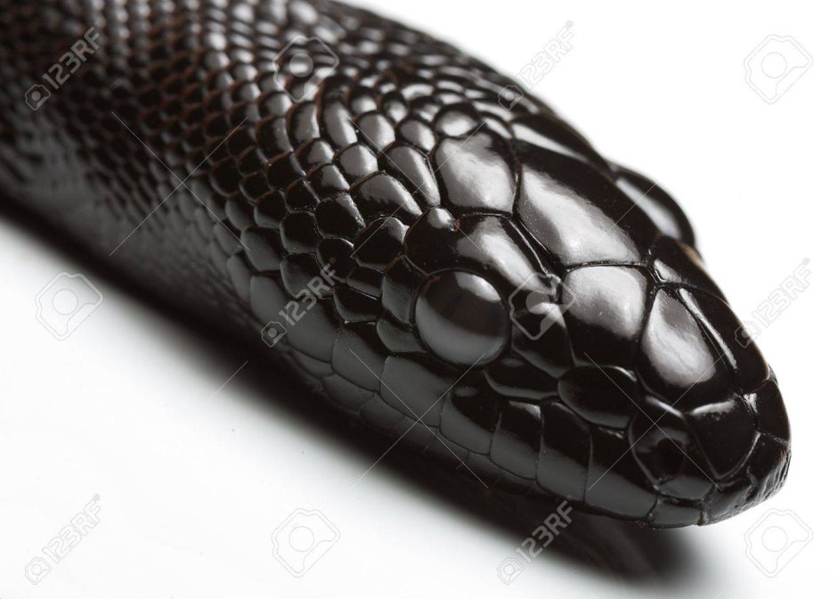 Кобра на черном фоне