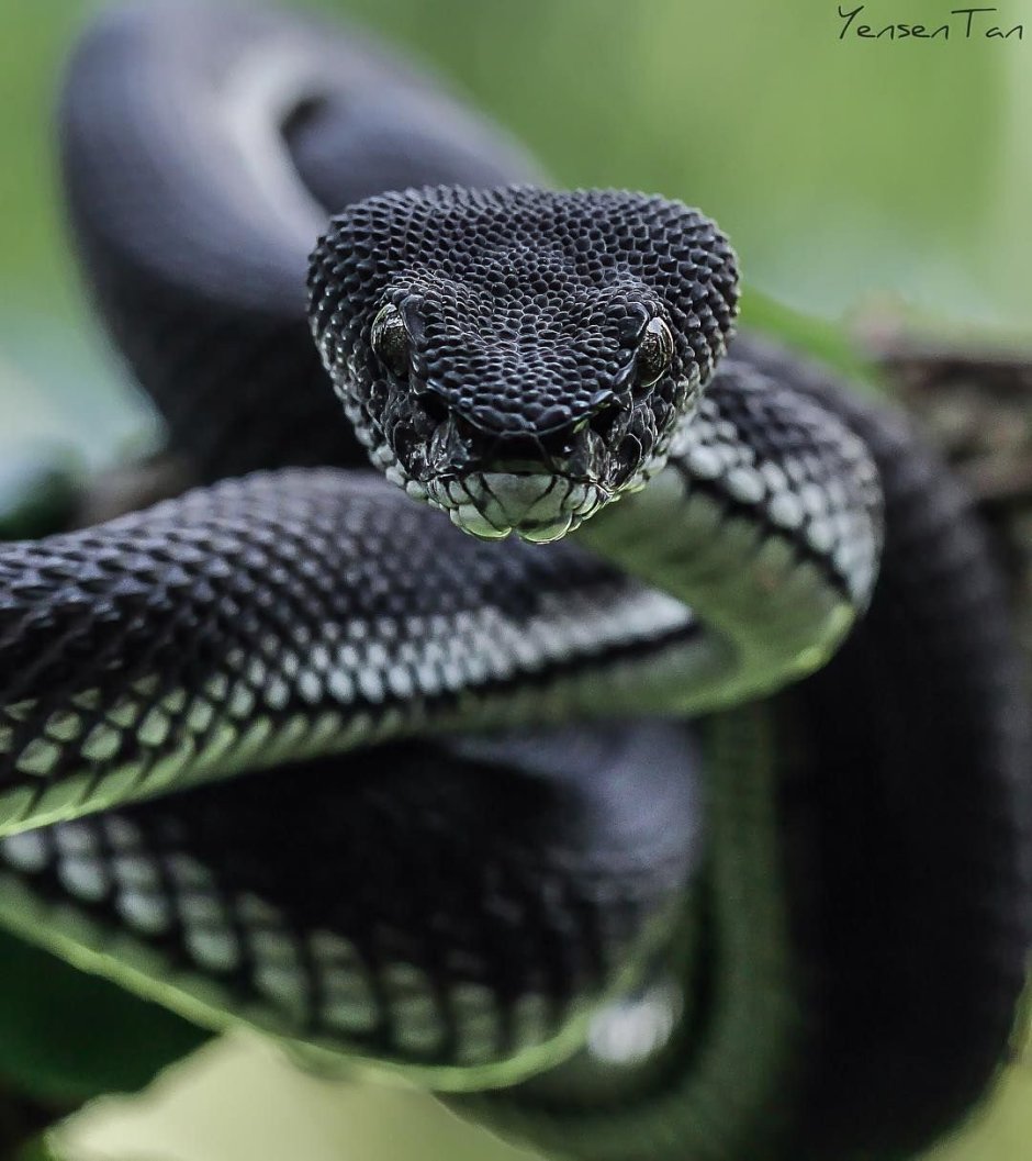 Кожаные проблемы головые пахамедея