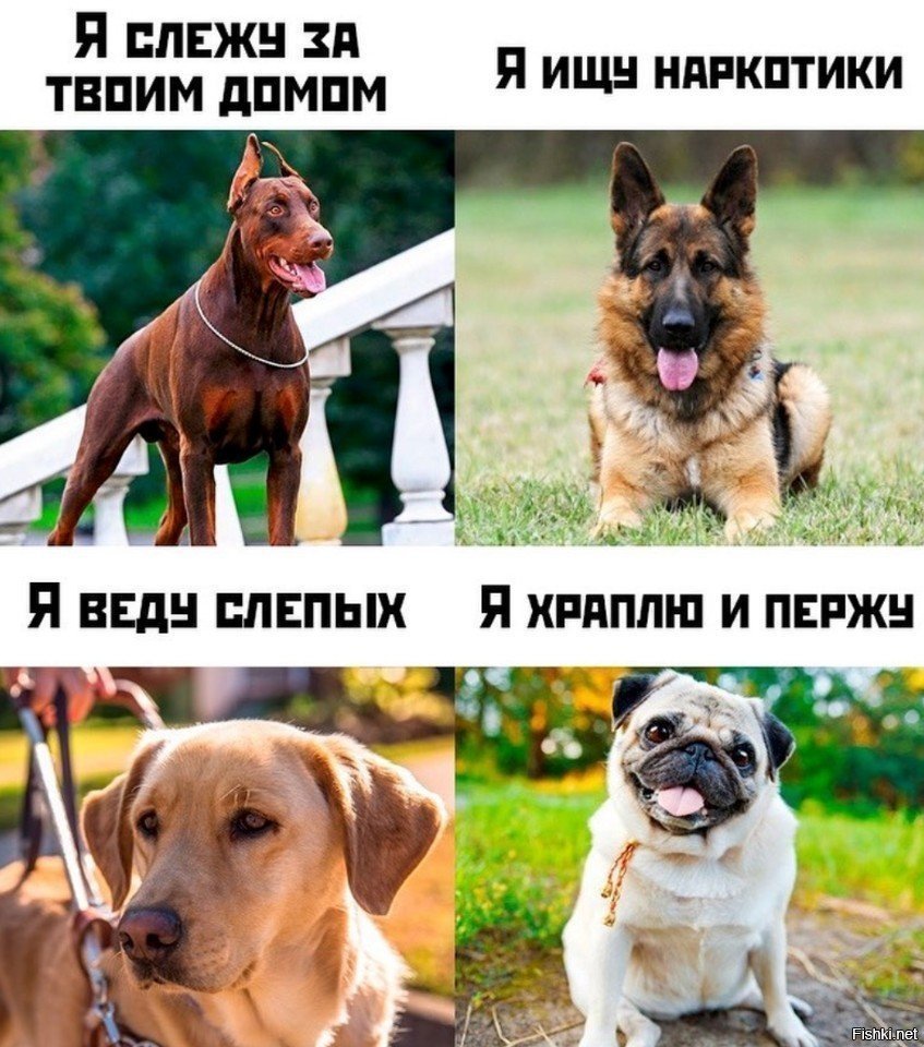 Американский питбультерьер