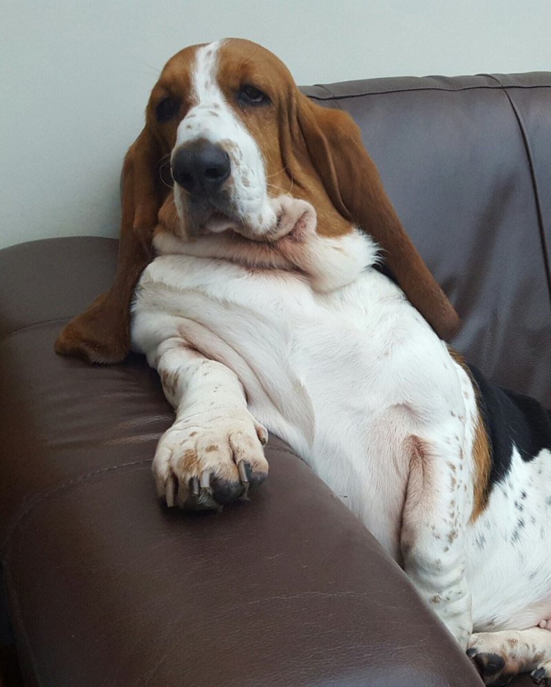 Русская борзая Эрис