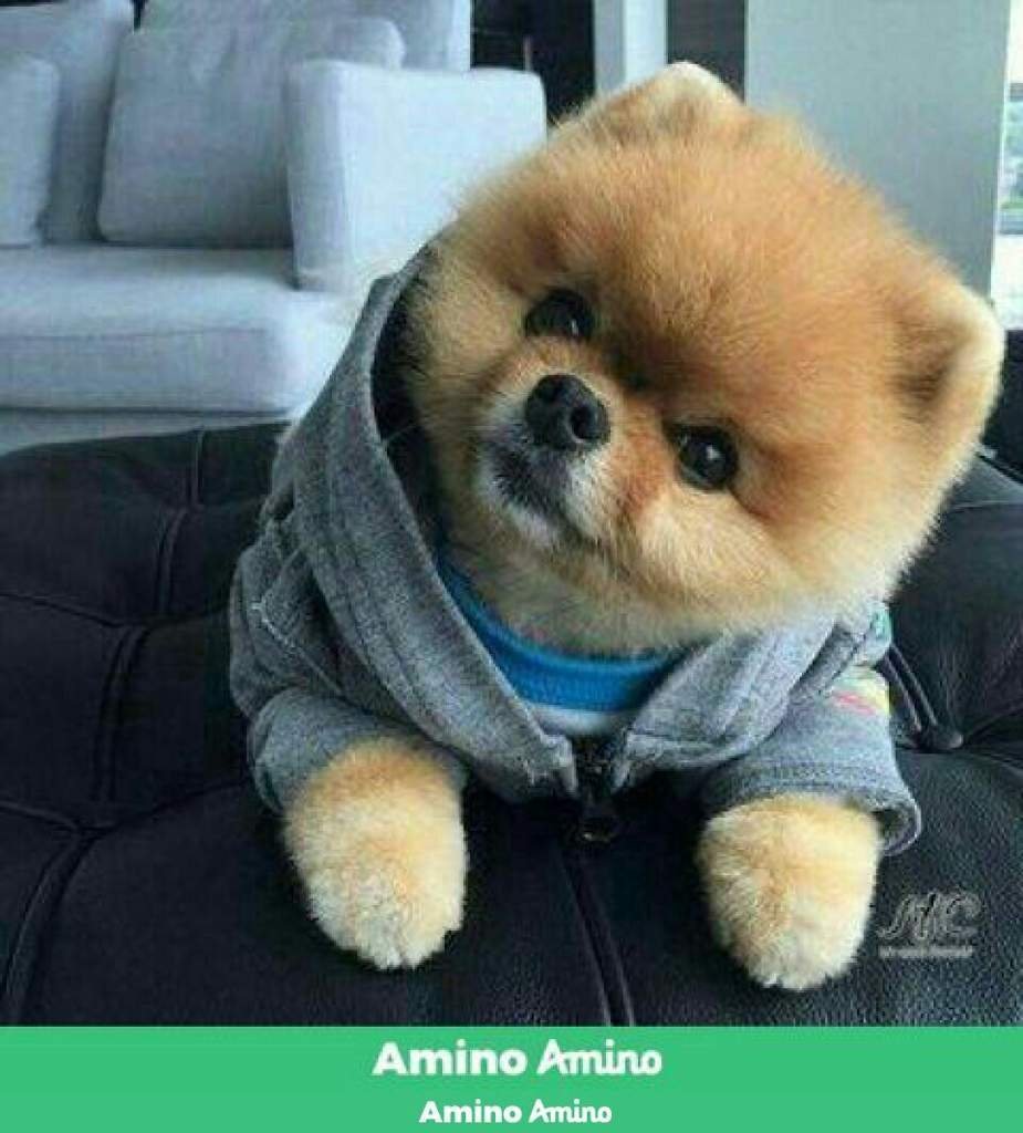 Породы собак неактивные