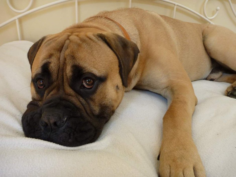 Бульмастиф собака