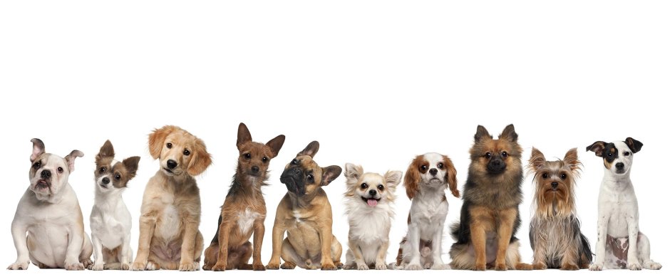 Группы собак