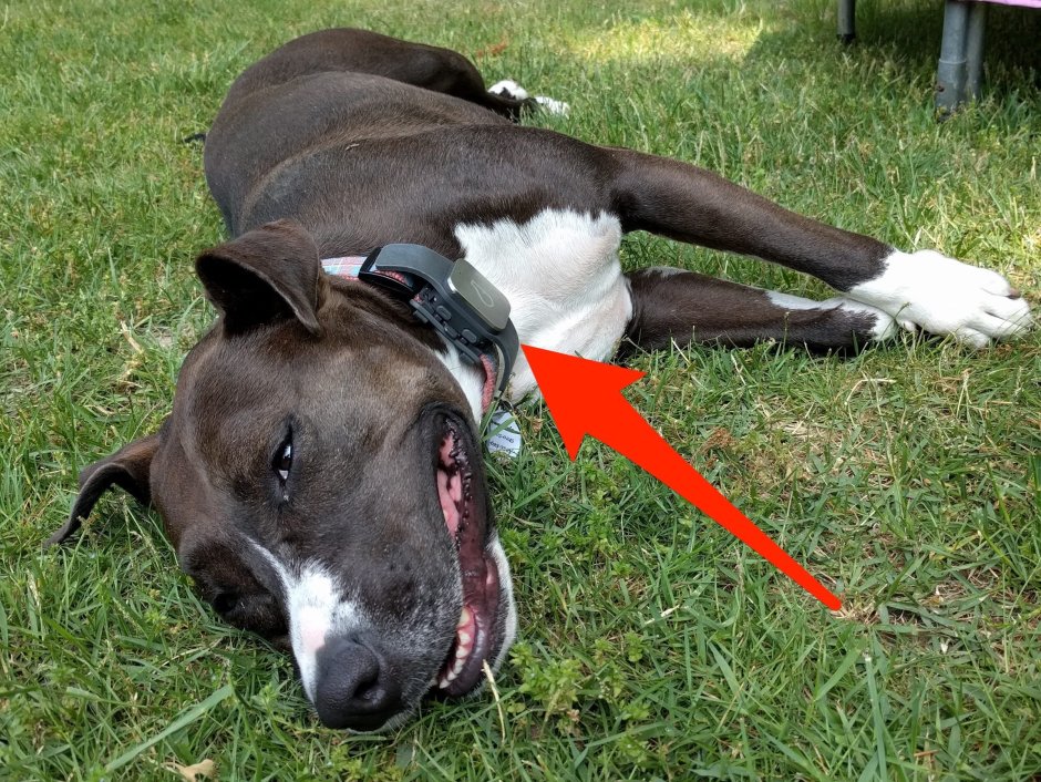 Ленивые породы собак