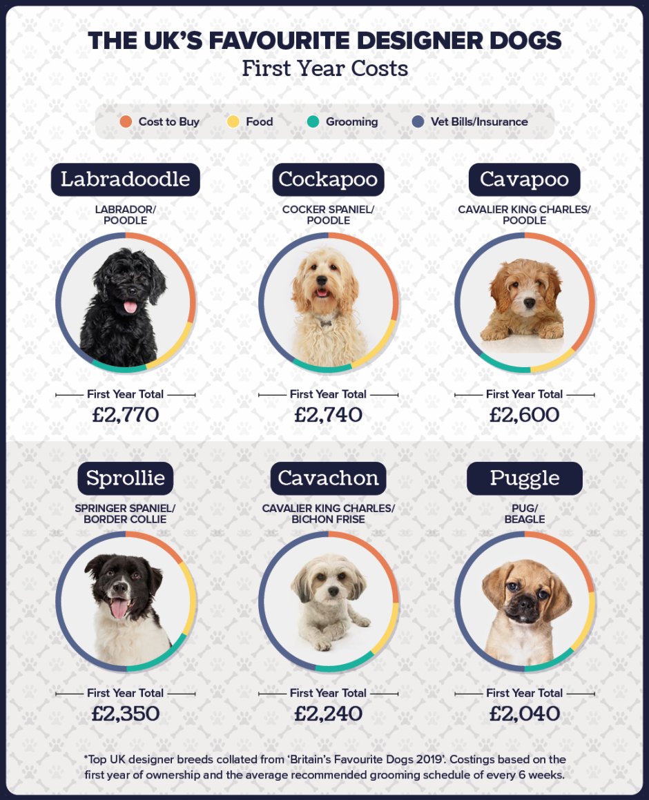 Бигль и золотистый ретривер