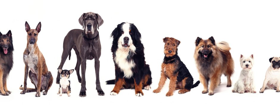 Разные породы собак