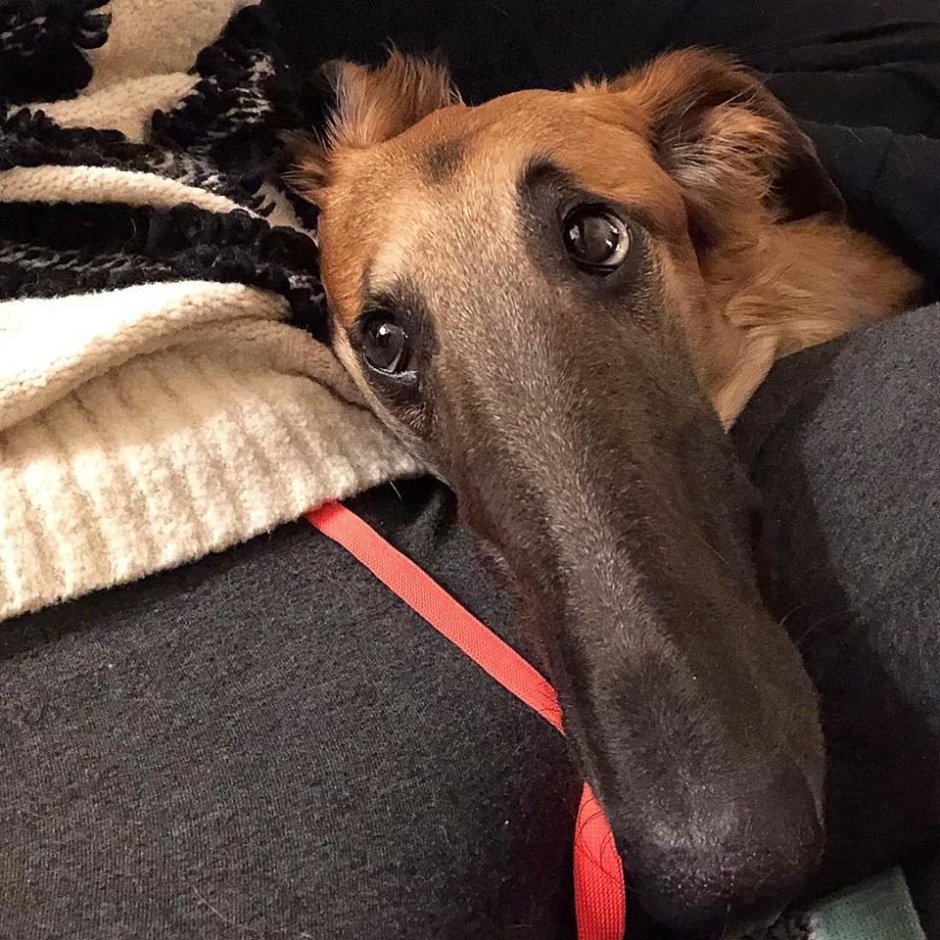 How much does it cost to Chip a Dog