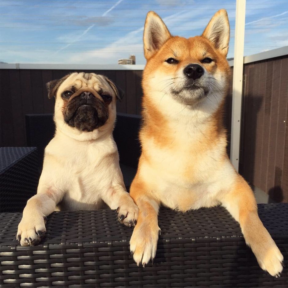 Собака сверху