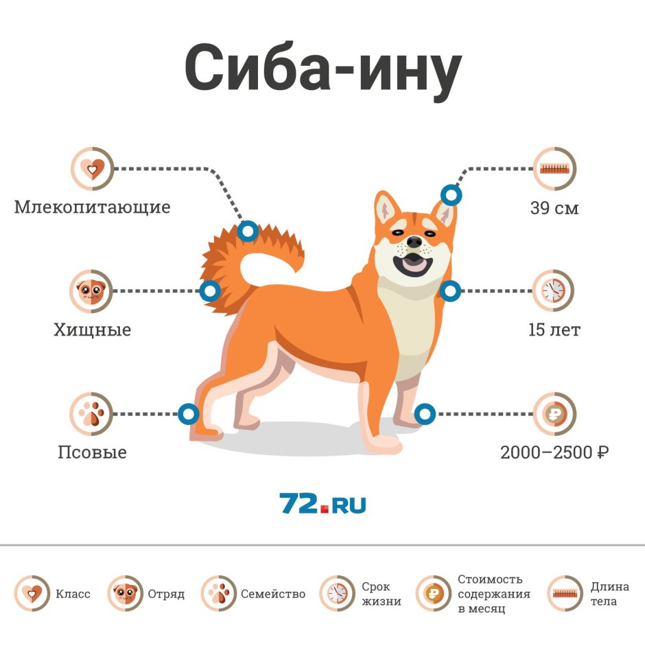 Сиба ину рост в холке